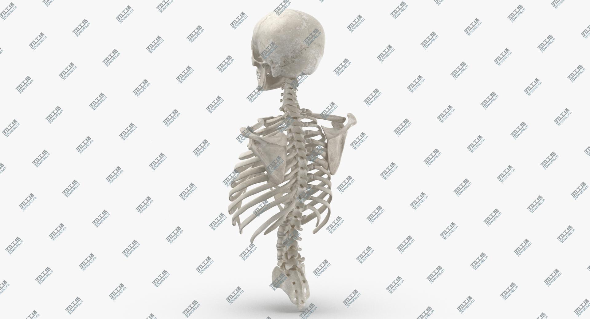images/goods_img/202104023/Real Human Rib Cage Spine Female Skull Calvicle Scapula and Arms Bones Anatomy With Disks White 3D model/5.jpg